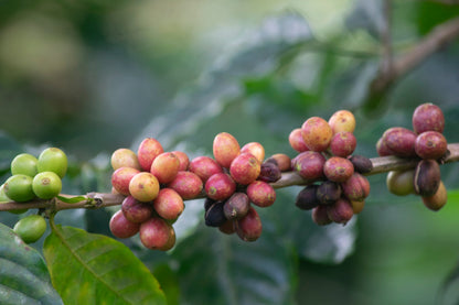 Colombie - Finca El Origen Commerce Direct / Espresso