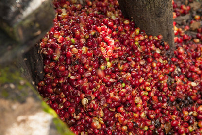 Mexique - Oaxaca Décaféiné BIO