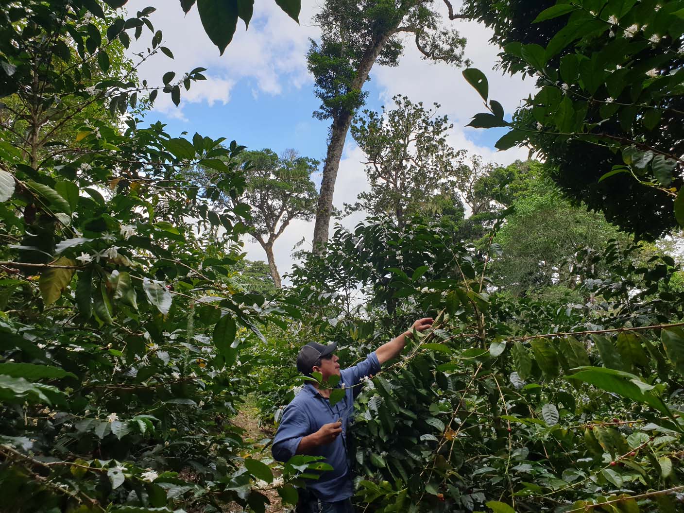Panama - Maragogype