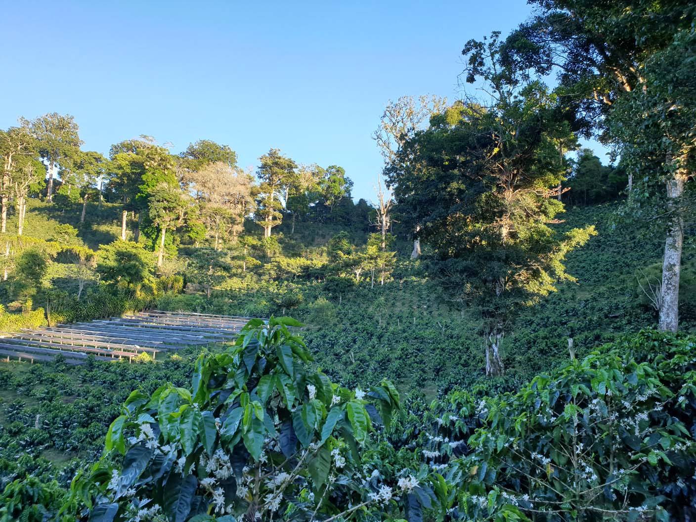 Panama - Maragogype
