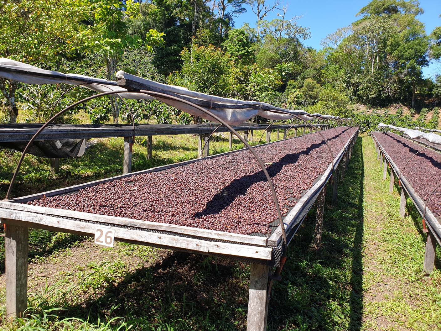 Panama - Maragogype