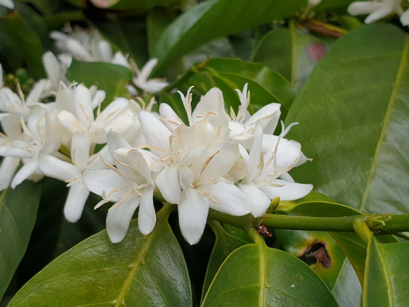 Panama - Maragogype