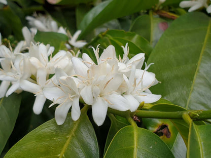Panama - Maragogype