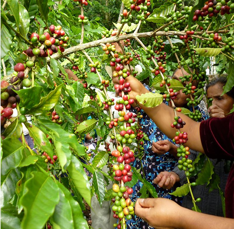 Mexique - Oaxaca Décaféiné BIO