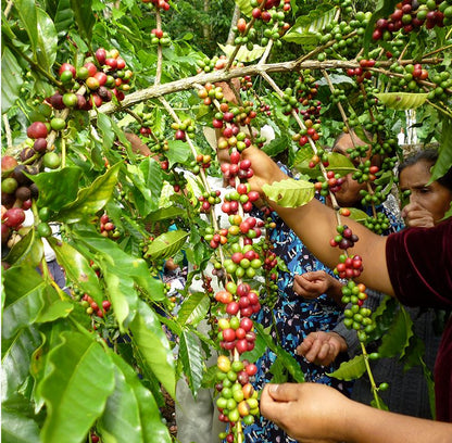 Mexique - Oaxaca Décaféiné BIO