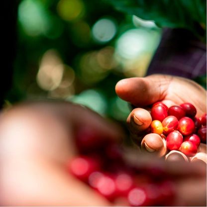 Mexique - Oaxaca Décaféiné BIO