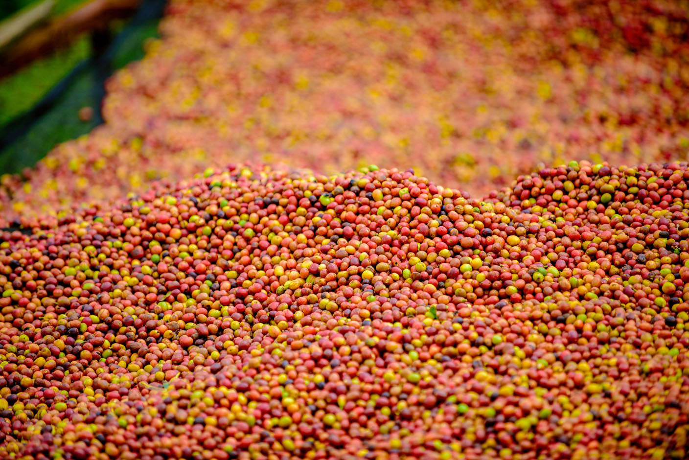 Rwanda - Café moulu Mbizi Women BIO / Expresso