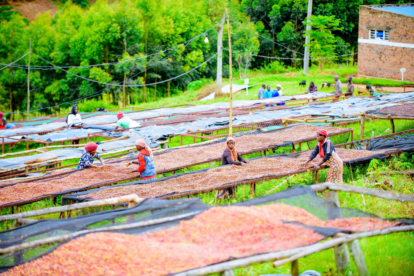 Rwanda - Café moulu Mbizi Women BIO / Expresso