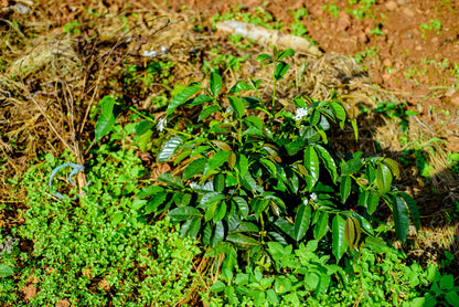 Rwanda - Café moulu Mbizi Women BIO / Expresso