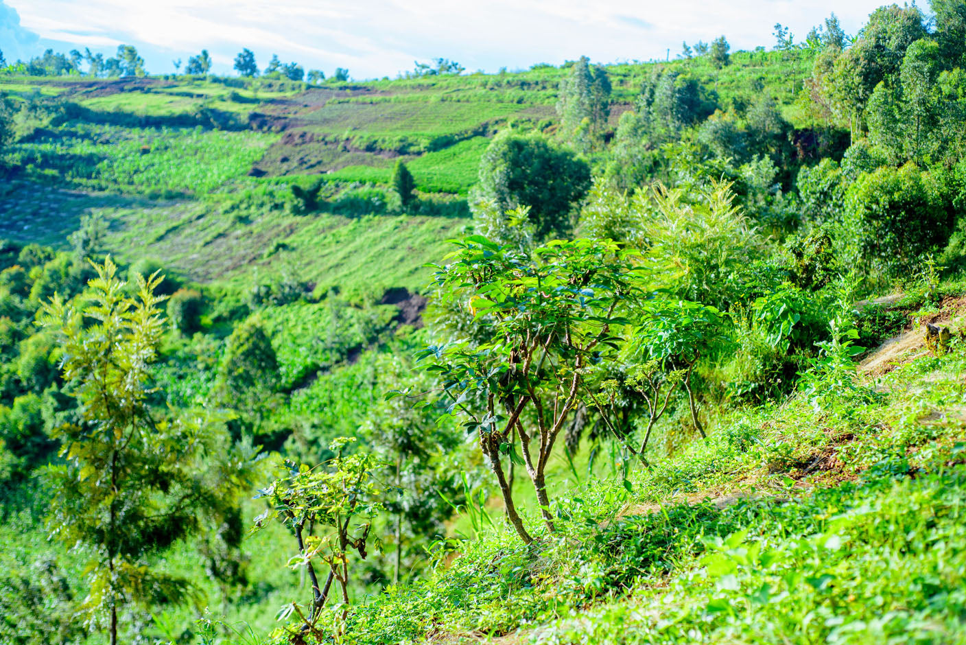 Rwanda - Café moulu Mbizi Women BIO / Expresso