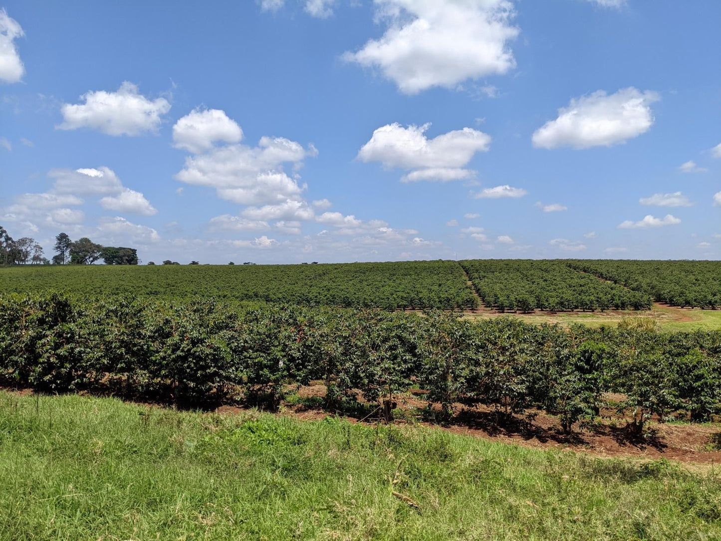 Kenya - AA Eegaads / Café filtre