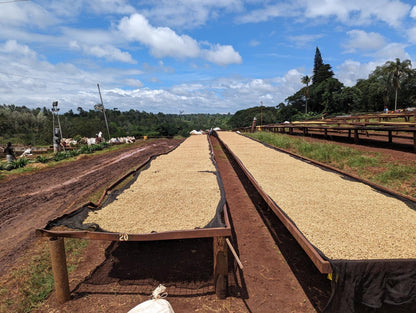 Kenya - AA Eegaads / Café filtre