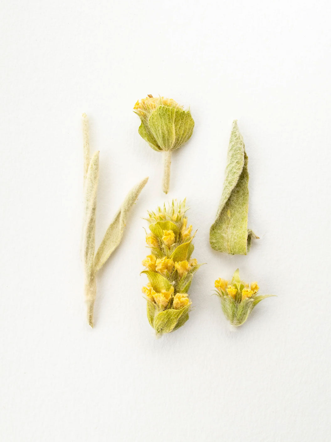 Grec des Montagnes - Tisane