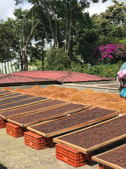 Colombie - Midnight Bloom Direct Trade