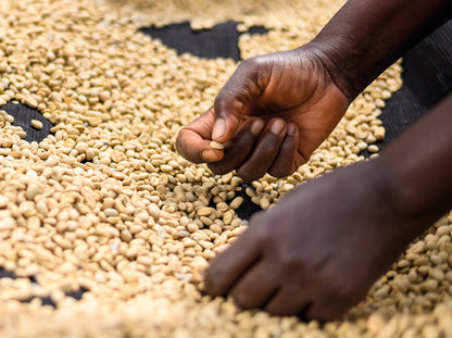 Kenya - AA Eegaads / Café filtre