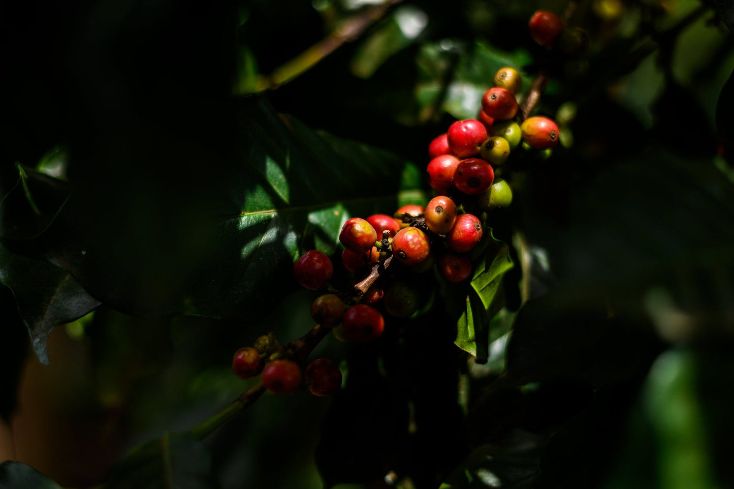 Kenya - AA Eegaads / Café filtre