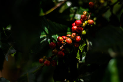 Kenya - AA Eegaads / Café filtre