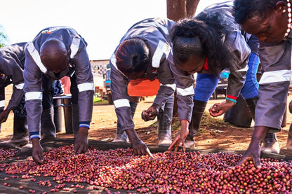 Kenya - AA Eegaads / Café filtre