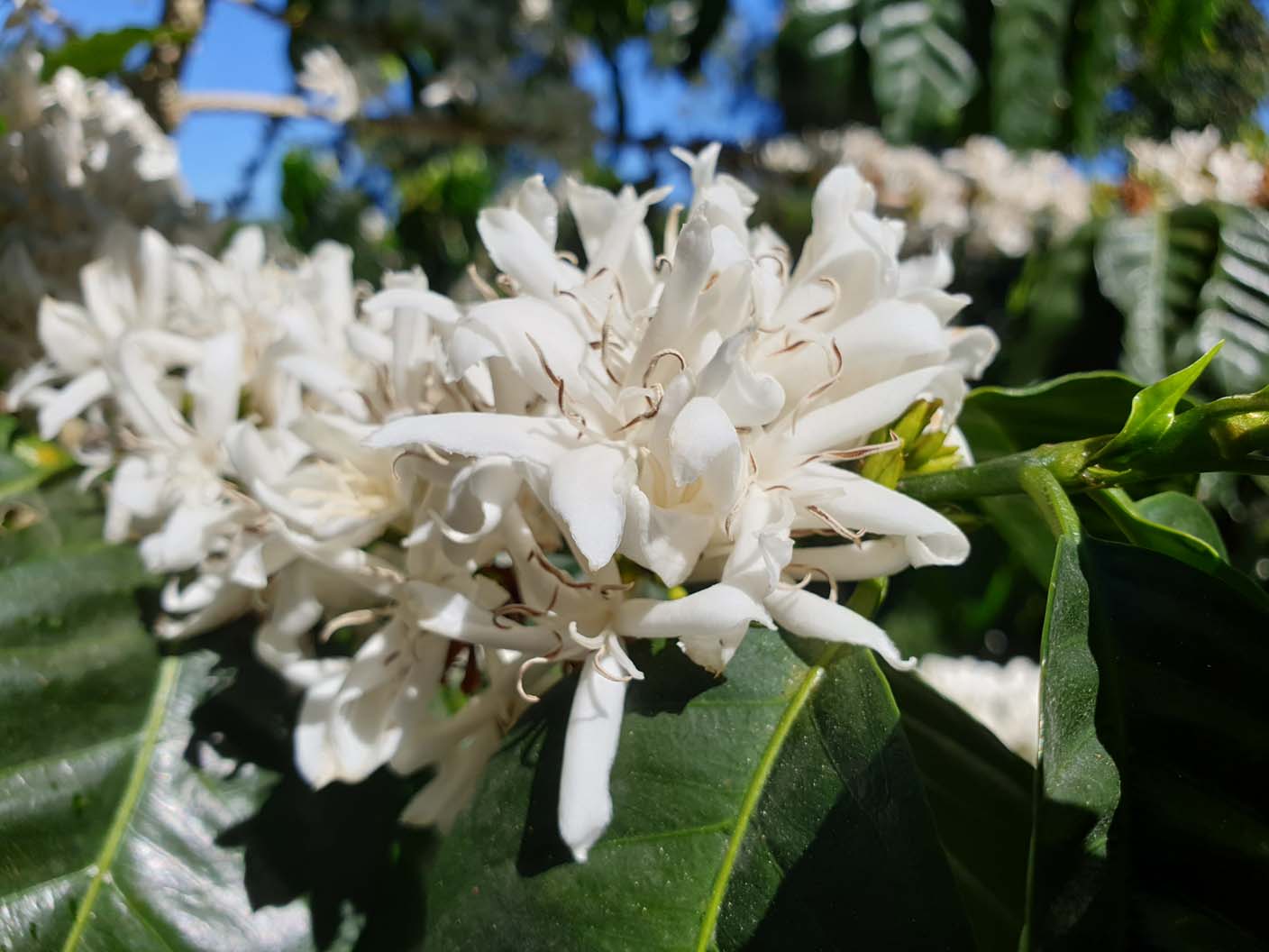Panama - Maragogype