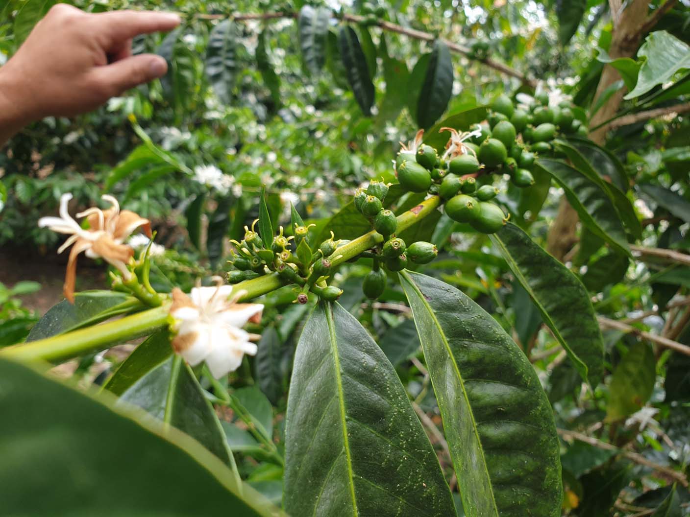 Panama - Maragogype