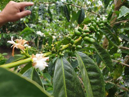 Panama - Maragogype