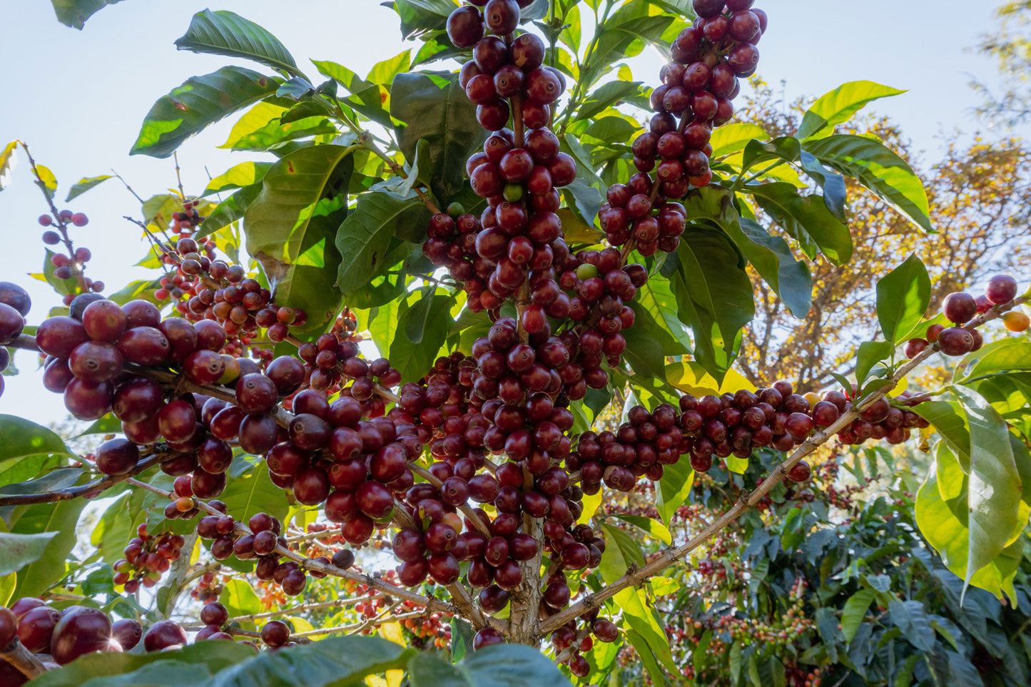 Panther Royale BIO / Espresso