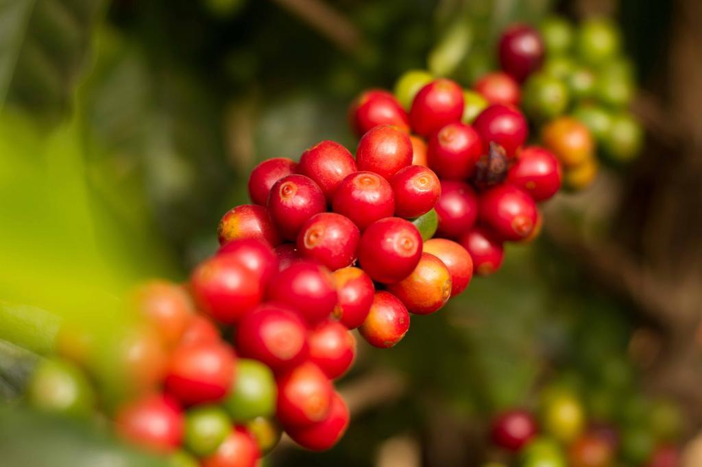 Brésil - Dolce Cerrado Commerce Direct / Espresso