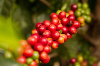 Brésil - Dolce Cerrado Commerce Direct / Espresso