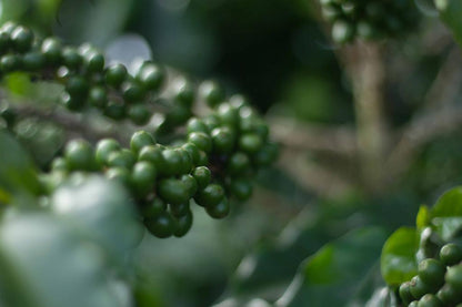 Brésil - Dolce Cerrado Commerce Direct / Espresso