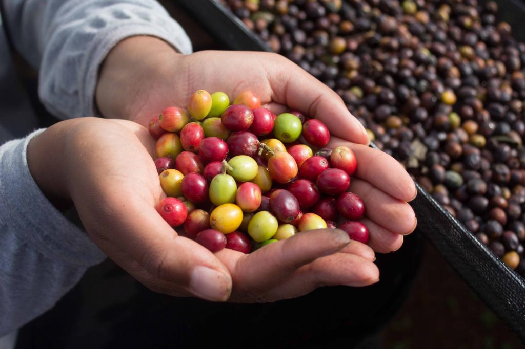 Brésil - Dolce Cerrado Direct Trade / Café filtre