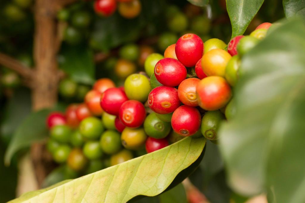 Brésil - Dolce Cerrado Direct Trade / Café filtre