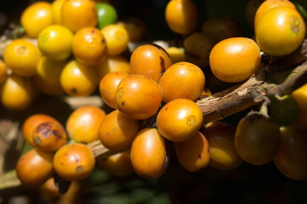 Brésil - Dolce Cerrado Commerce Direct / Espresso