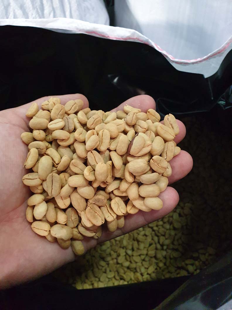 Panama - Maragogype