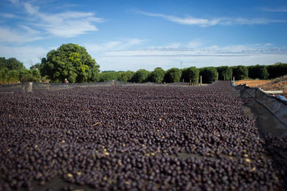 Brésil - Dolce Cerrado Commerce Direct / Espresso